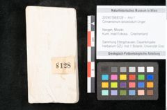 Foto (Objekt + Etikett) von Cinnamomum lanceolatum Unger (NHMW-GEO-2024-0188-8128)